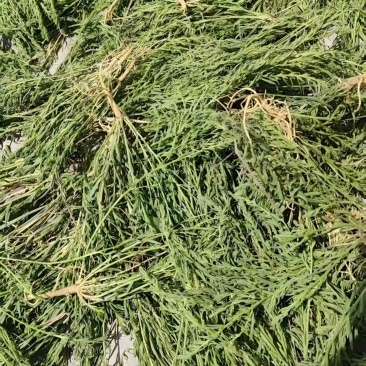 山西大同中药材，小米草，量大价优，欢迎咨询
