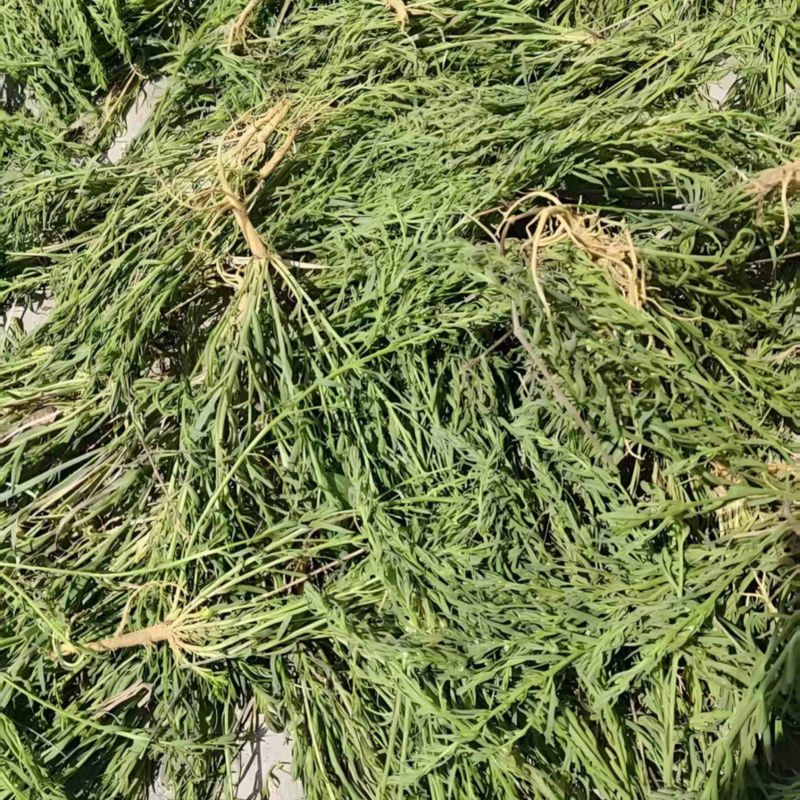 山西大同中药材，小米草，量大价优，欢迎咨询