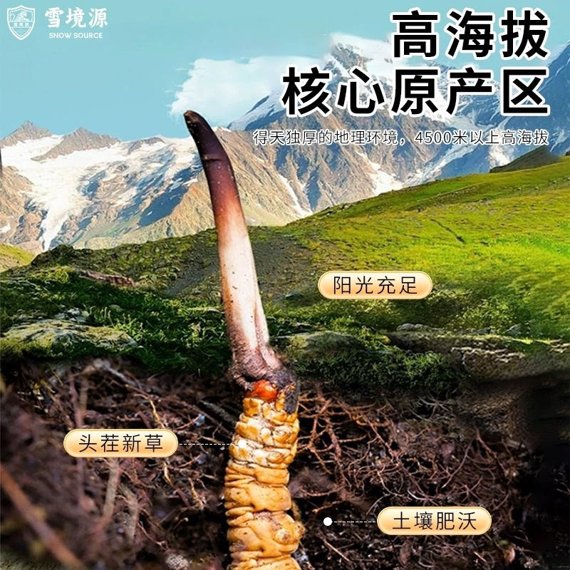 正宗头茬虫草滋补礼盒野生虫草高海拔精选冬虫夏草