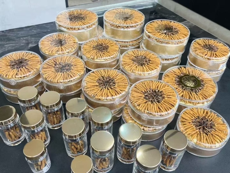 正宗头茬虫草滋补礼盒野生虫草高海拔精选冬虫夏草