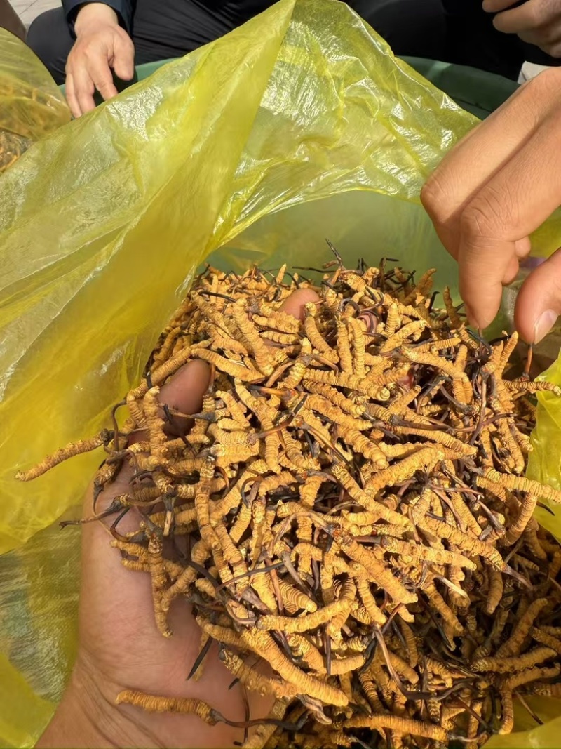 正宗头茬虫草滋补礼盒野生虫草高海拔精选冬虫夏草