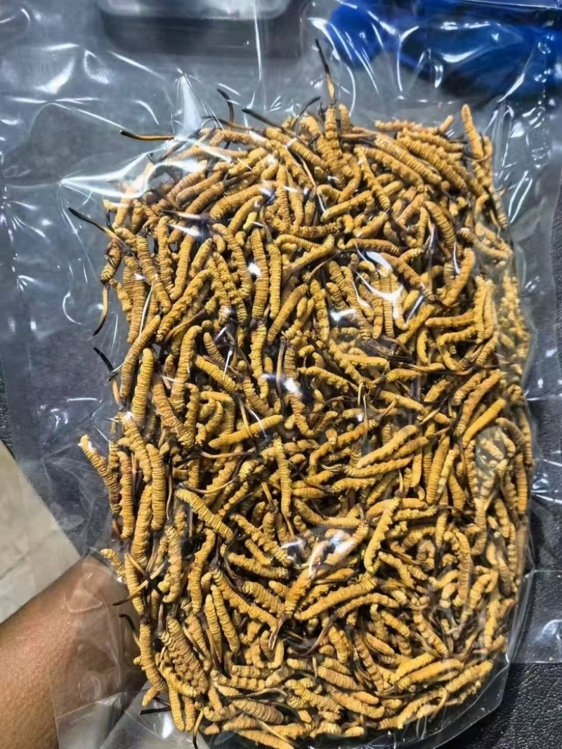 正宗头茬虫草滋补礼盒野生虫草高海拔精选冬虫夏草