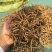 正宗头茬虫草滋补礼盒野生虫草高海拔精选冬虫夏草
