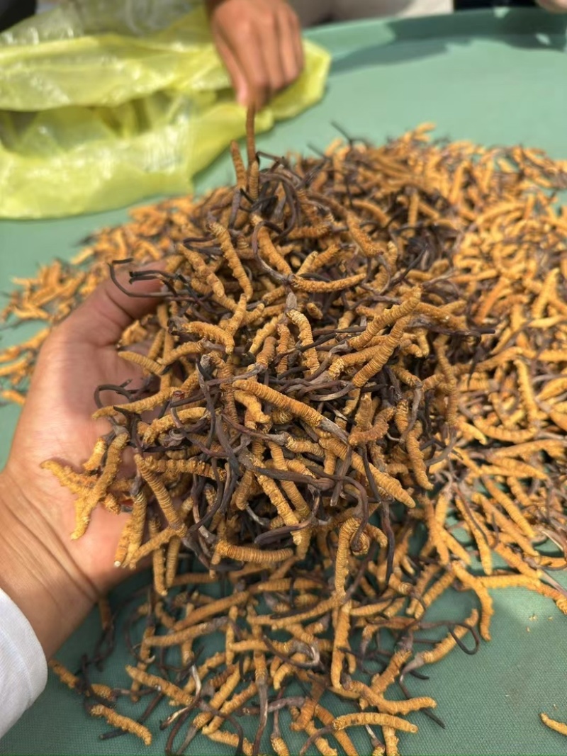 正宗头茬虫草滋补礼盒野生虫草高海拔精选冬虫夏草