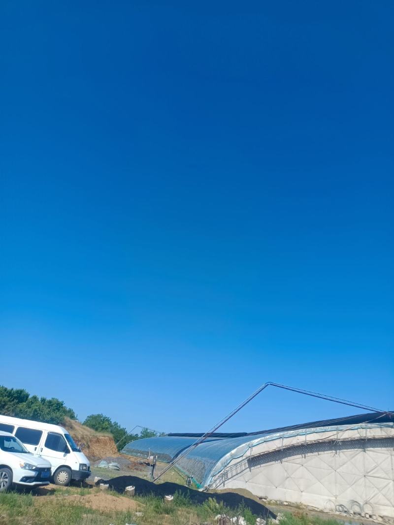 转让樱桃大棚，辽宁营口鲅鱼圈区，诚信的来谈