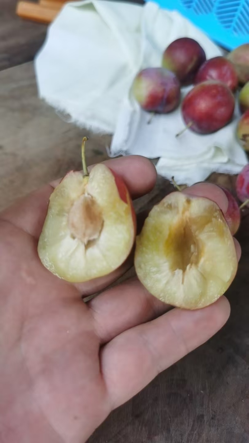 山东金丝锁脱骨李大量供应，产地一手货源，视频看货