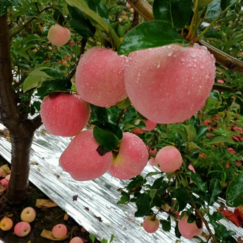 【礼泉嘎啦苹果】陕西早熟嘎啦苹果大量上市品质保证