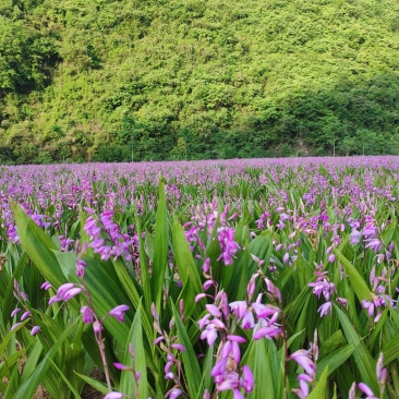 纯正紫花白芨