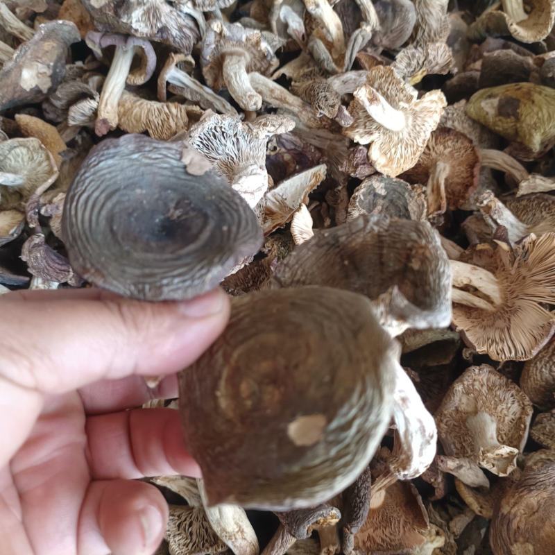 青头菌