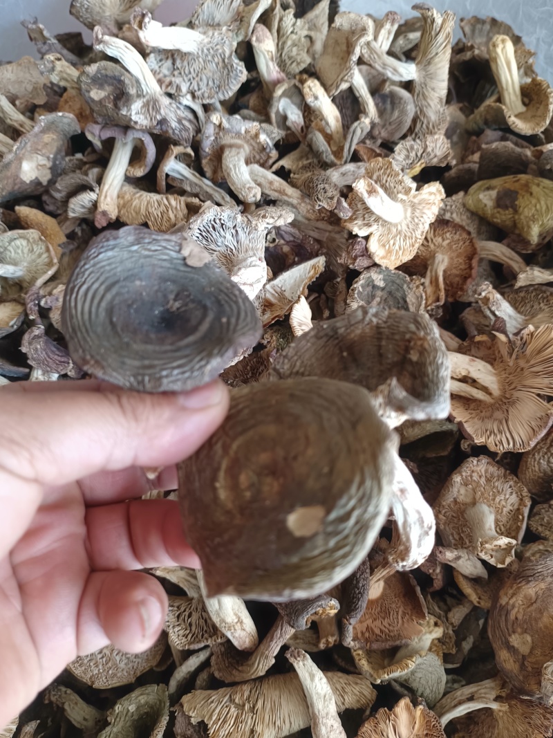 青头菌