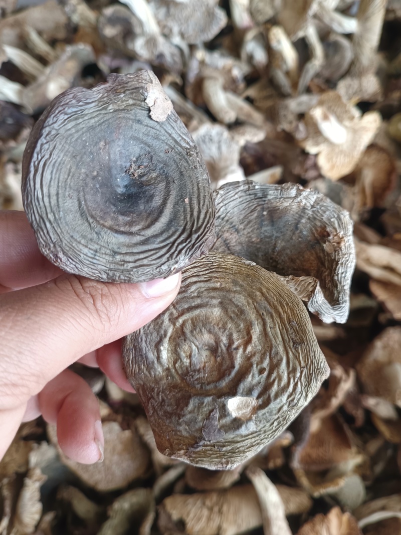 青头菌