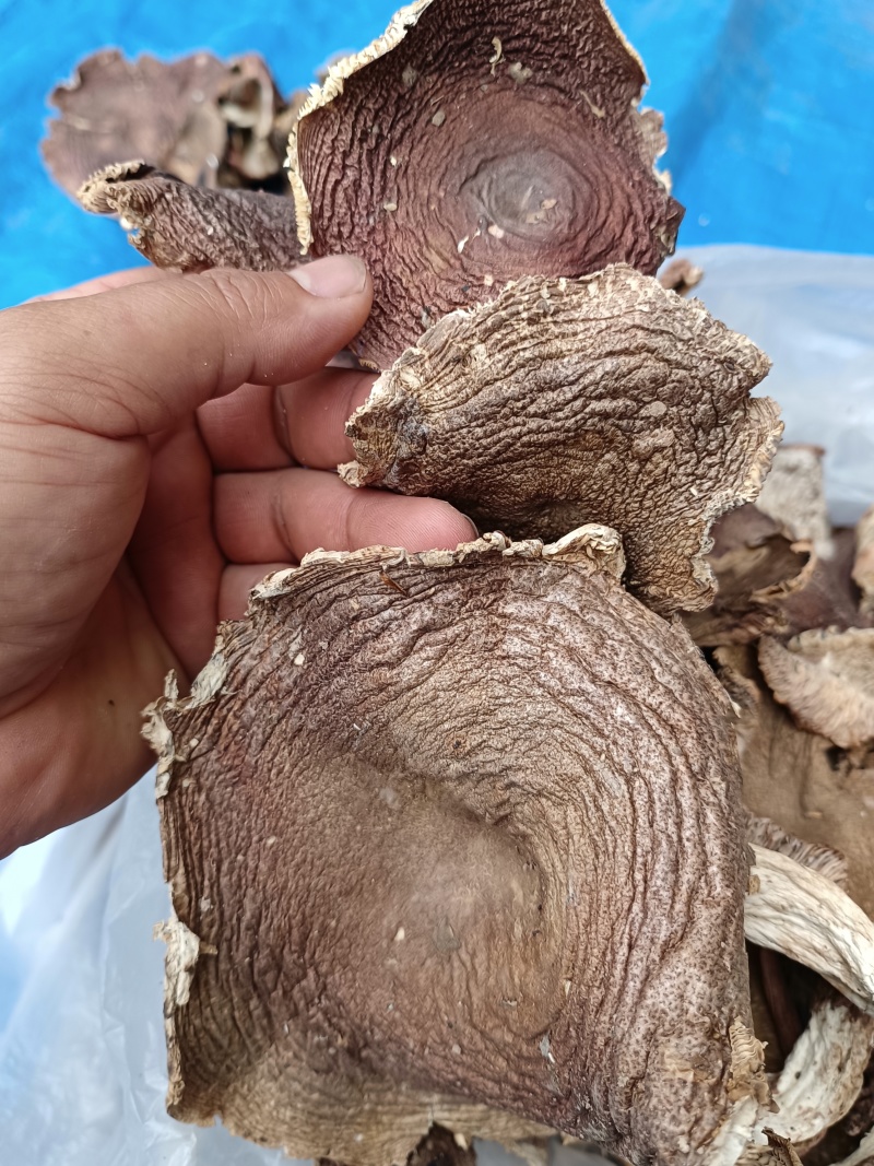 青头菌