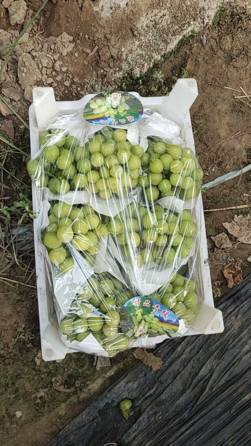 急售！河北阳光玫瑰葡萄，颗粒大，口感特甜，欢迎大小客商！