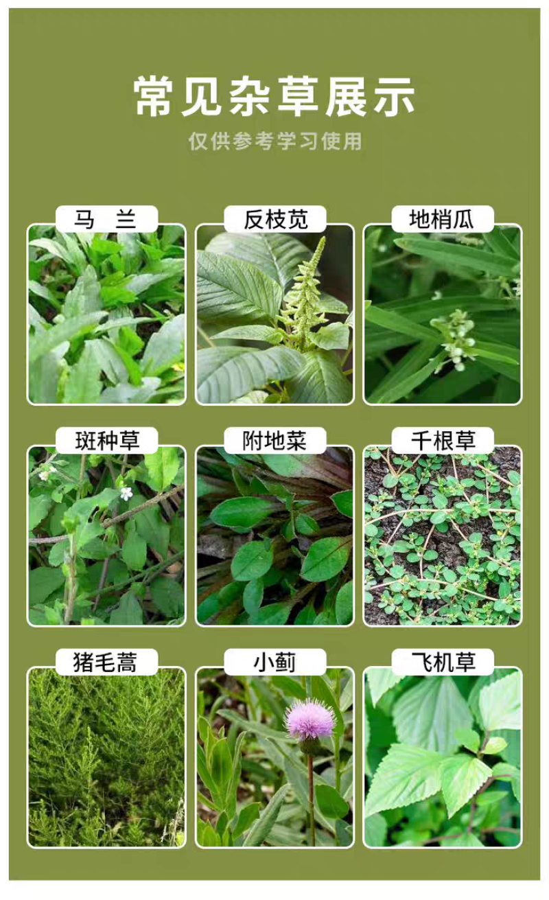 麒丁精草铵膦铵盐农药除草剂果园非耕地快速杀草不伤土壤
