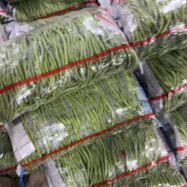 精品豆角，无丝豆，白豆角，架豆，