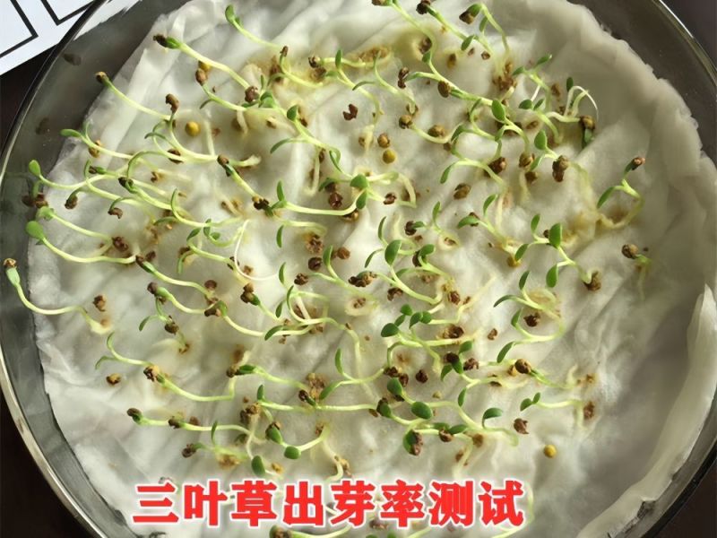 白三叶红三叶种子批发，价格美丽厂家直销