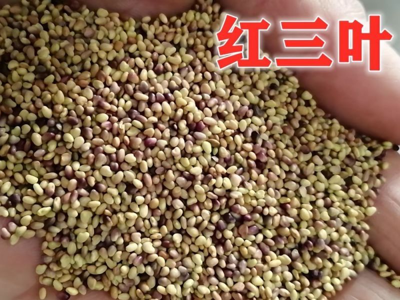 白三叶红三叶种子批发，价格美丽厂家直销