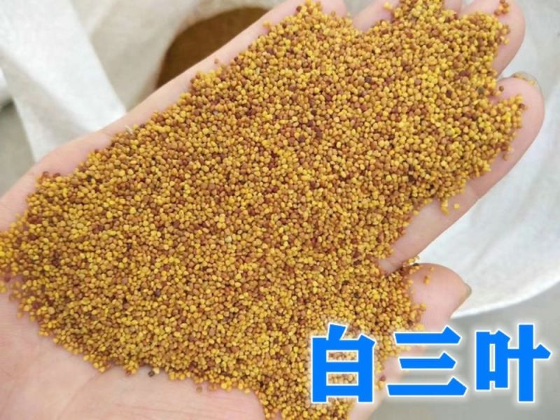 白三叶红三叶种子批发，价格美丽厂家直销