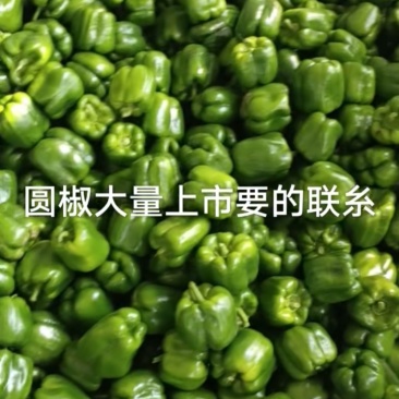 圆椒