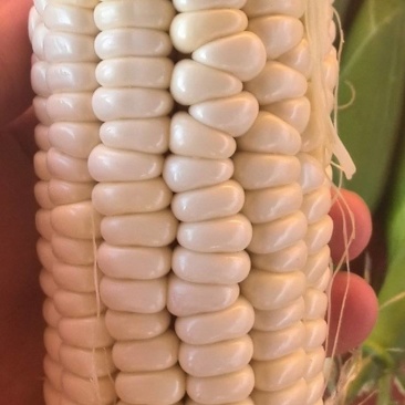 精品糯玉米
