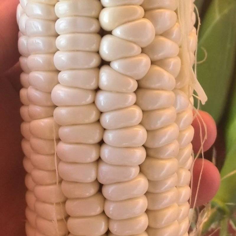 精品糯玉米