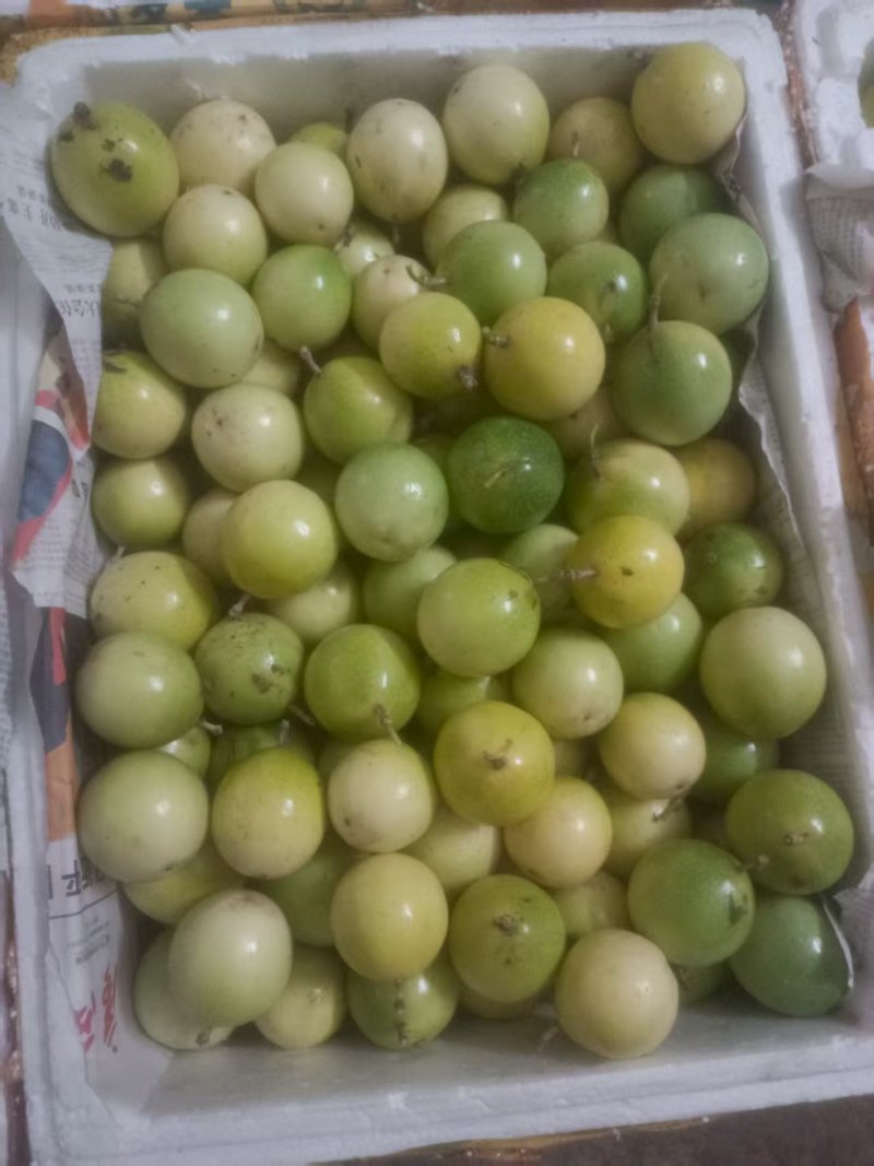 5-6千斤，60g以上统货，大果和特大比例占据6-7成。