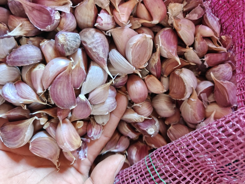 云南红蒜种大量有货量大从优欢