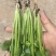 香菜大量供应品质优头茬可视频看货欢迎咨询基地直供