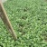 香菜大量供应品质优头茬可视频看货欢迎咨询基地直供