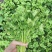 香菜大量供应品质优头茬可视频看货欢迎咨询基地直供