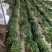 大量香菜上市基地直供品质优可对接市场欢迎咨询来电