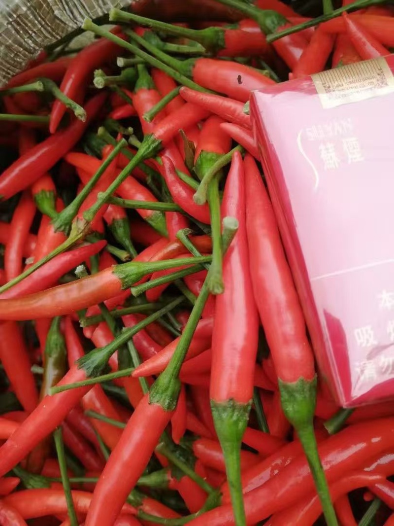 小米辣大量有货产地直发质量保障一手货源