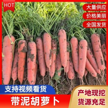 胡萝卜大量上市现挖现发带泥胡萝卜水洗三红胡萝卜