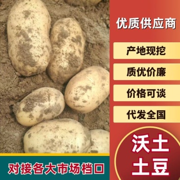 【实力店铺】沃土5号，精品土豆一手货源马铃薯洋芋