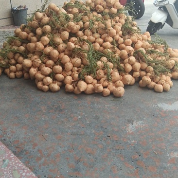 全州凉薯