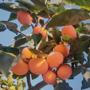 东高垣柿子