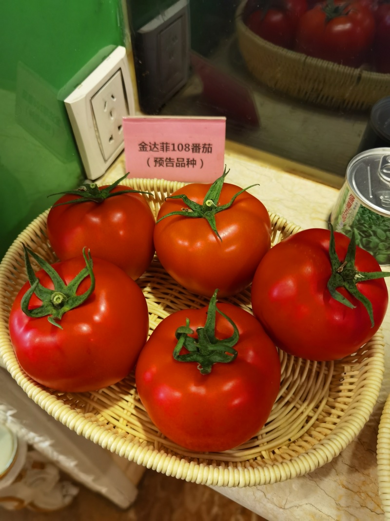 露地抗热抗病番茄种子金达菲108番茄硬度高商品性佳