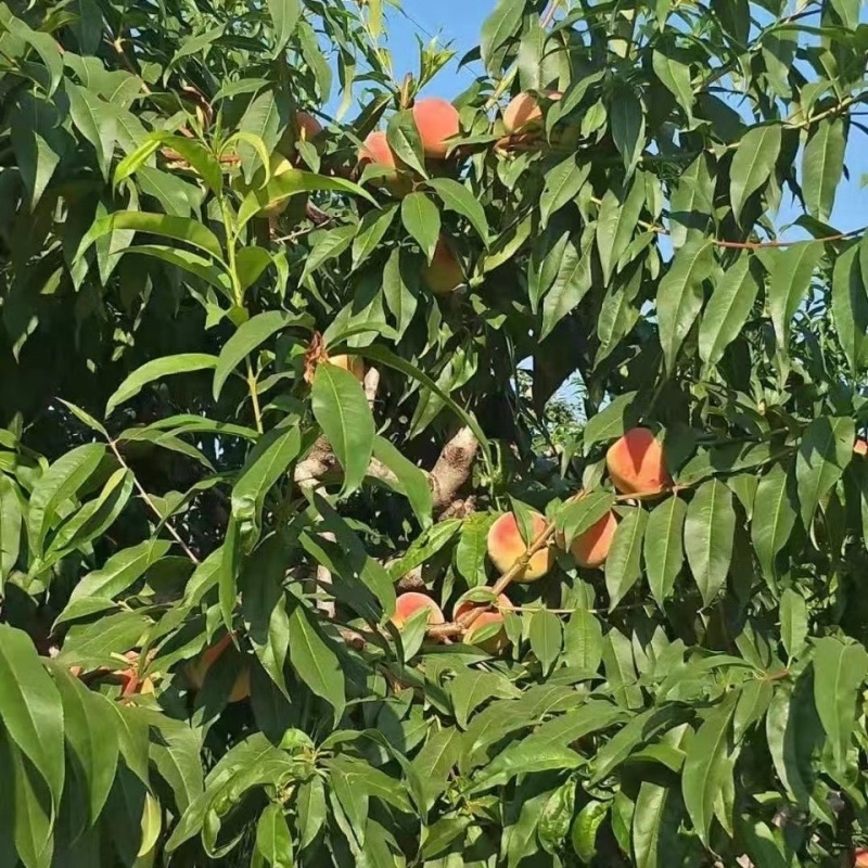 兰州白凤桃自己种植，量大，价格可议