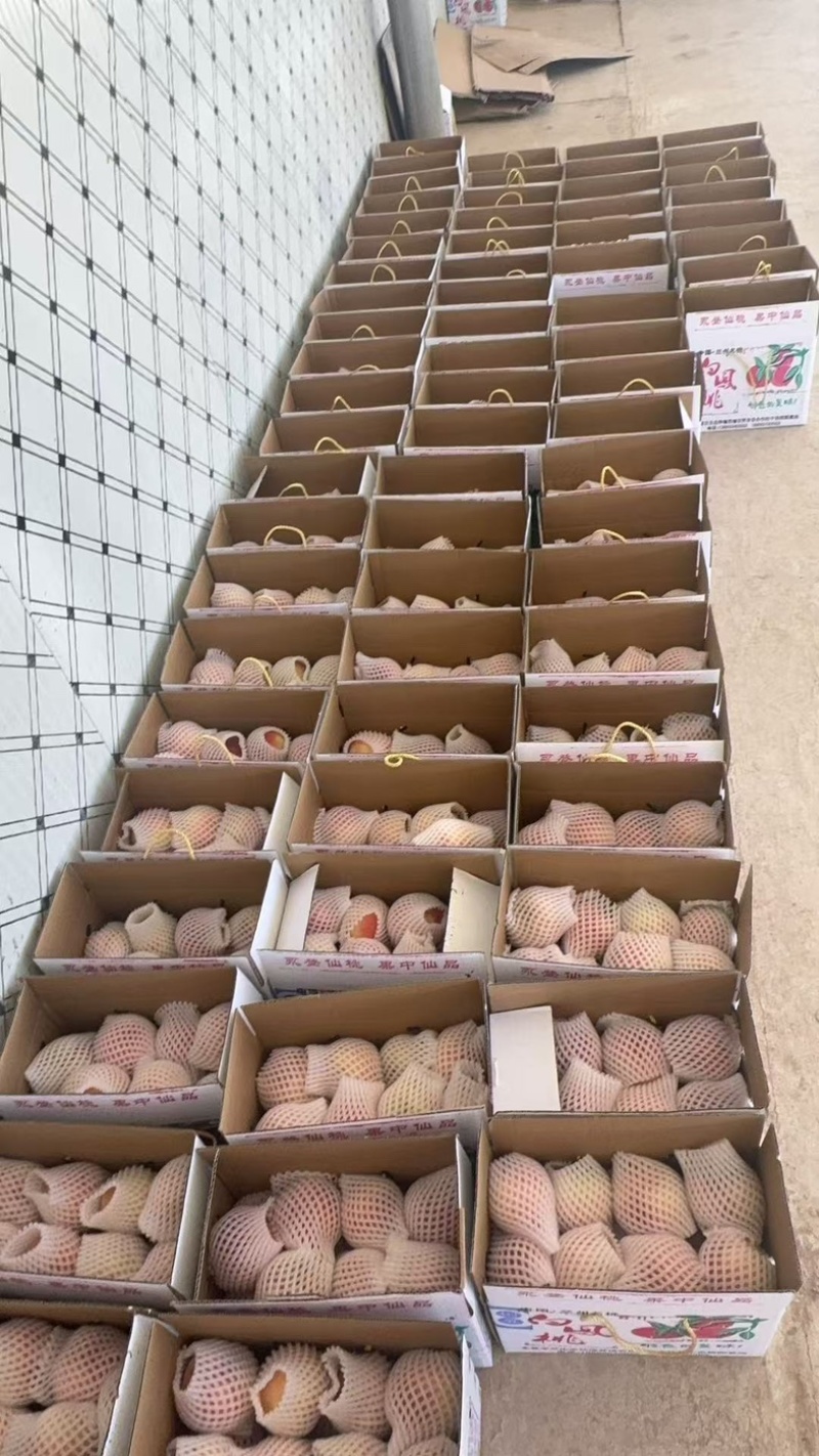 兰州白凤桃自己种植，量大，价格可议