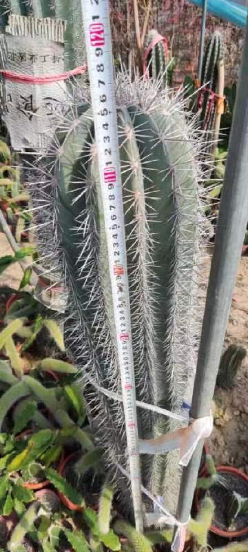 精品仙人球仙人柱基地直发可电话联系
