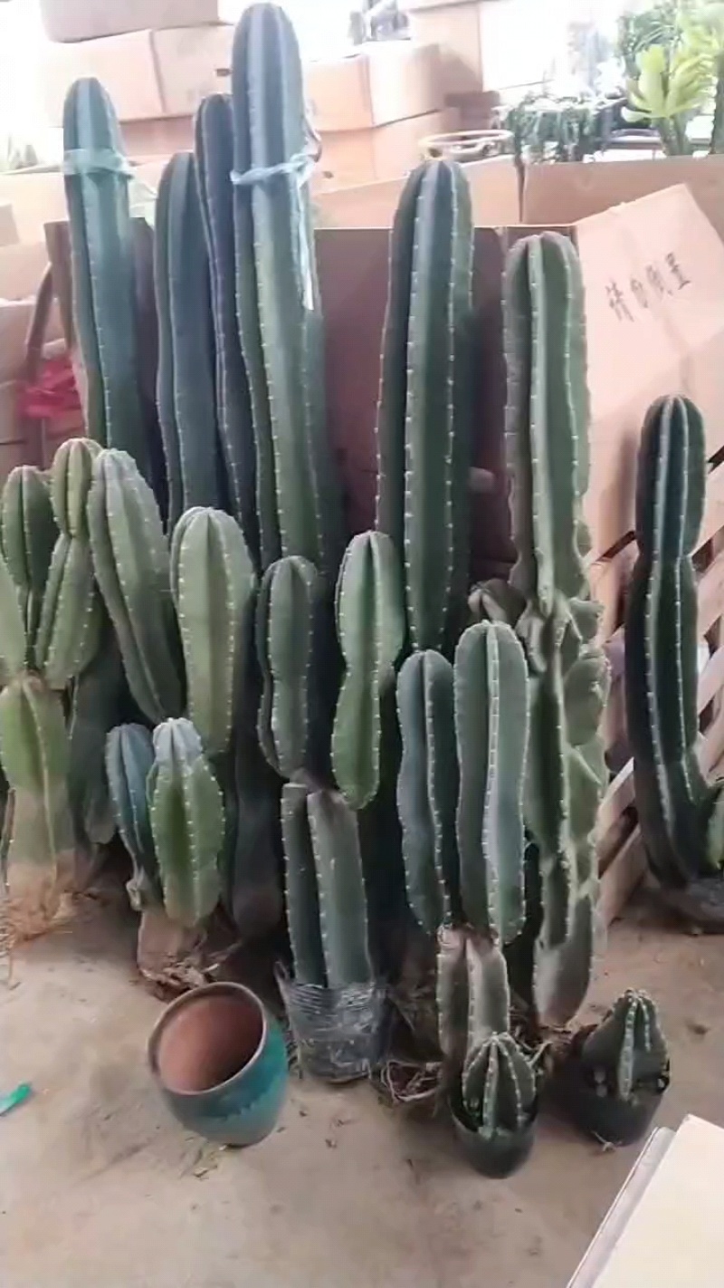 精品仙人球仙人柱基地直发可电话联系