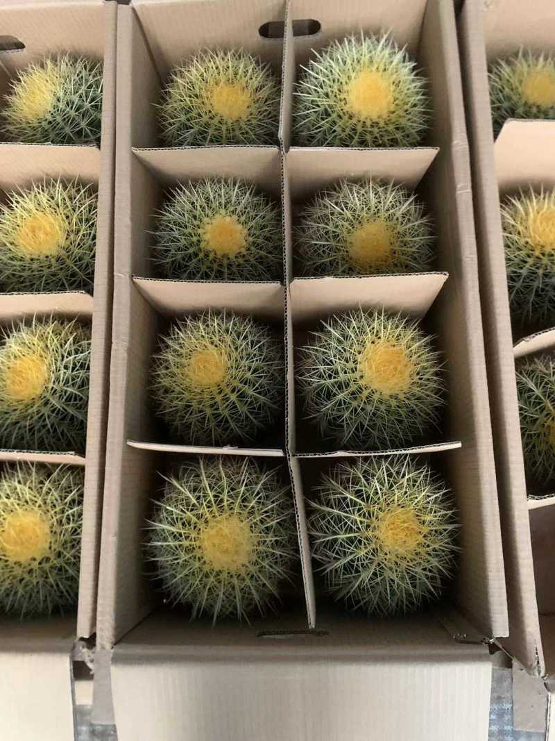 精品仙人球仙人柱基地直发可电话联系