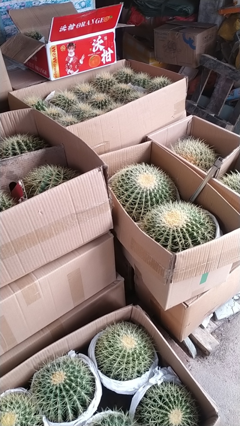 精品仙人球仙人柱基地直发可电话联系