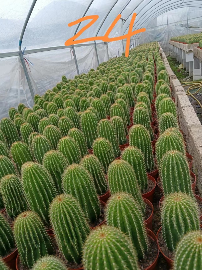 精品仙人球仙人柱基地直发可电话联系