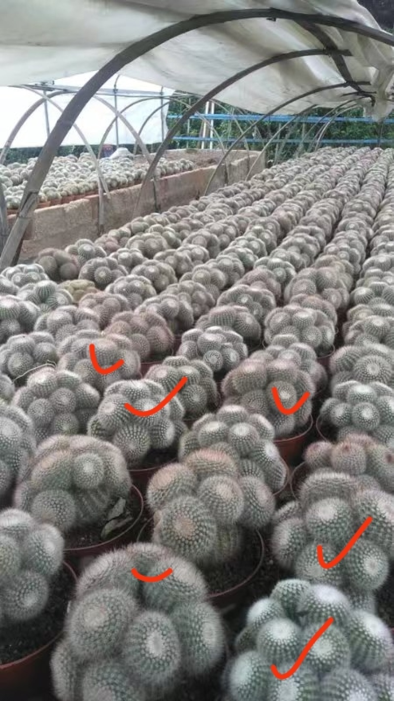 精品仙人球仙人柱基地直发可电话联系