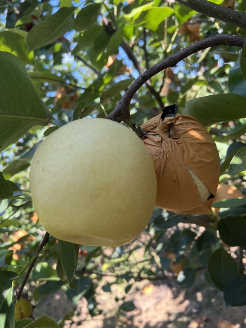 皇冠梨