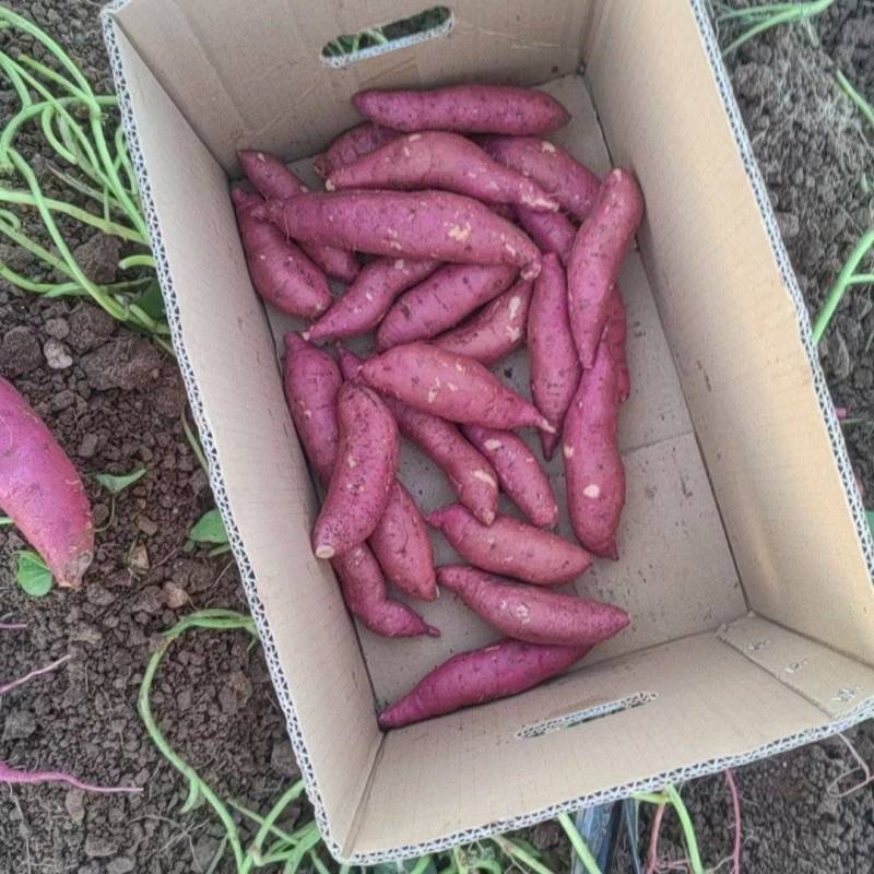 精品沙地303大量有货