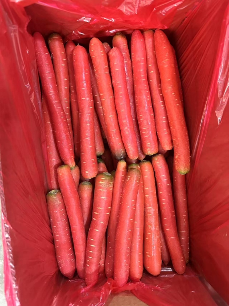 陕西小袋红萝卜精品上市欢迎批发品质好产地直发直销