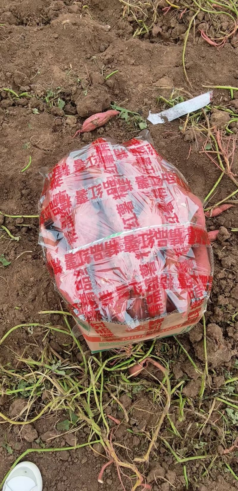 万亩基地精品西瓜红红薯产地现挖支持视频看货
