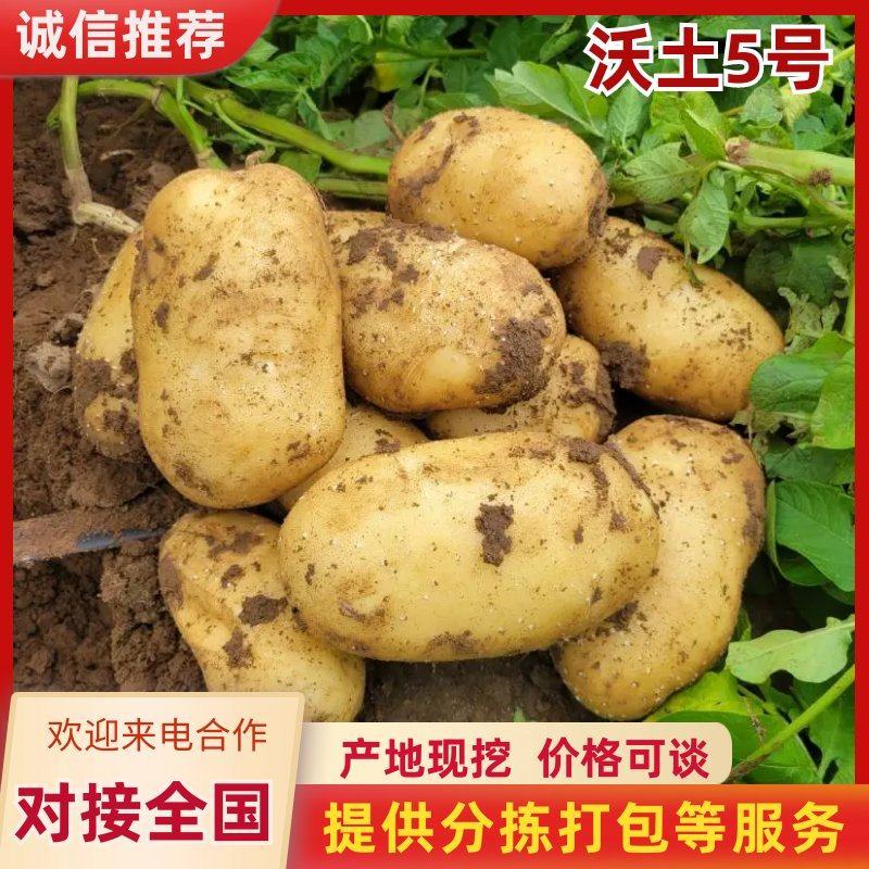 沃土5号土豆黄皮黄心土豆，开封通许产地直发